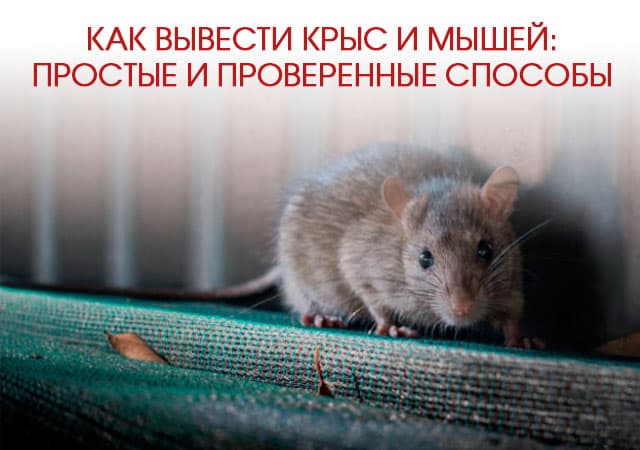 Как вывести крыс и мышей в Железнодорожном: простые и проверенные способы