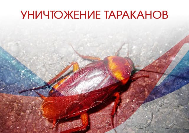 Уничтожение тараканов в Железнодорожном